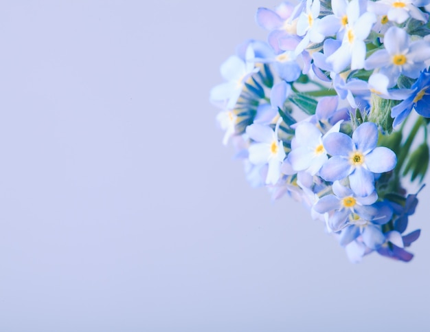 Vergissmeinnicht-Blumen hautnah auf blauem Hintergrund