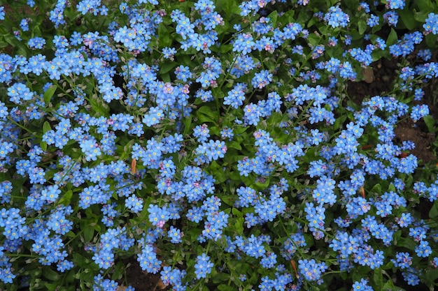Vergissmeinnicht Myosotis blühende blaue Pflanzen aus der Familie der Boraginaceae Vergissmeinnicht oder Skorpionsgräser Myosotis alpestris kleine Blumen zur Dekoration von Rasenflächen und Blumenbeeten Gartengestaltung