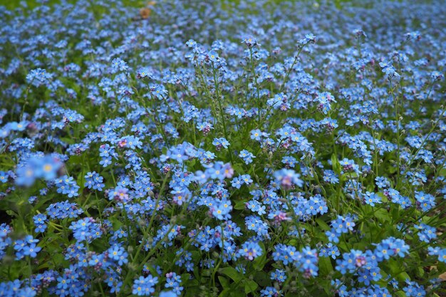 Vergissmeinnicht Myosotis blühende blaue Pflanzen aus der Familie der Boraginaceae Vergissmeinnicht oder Skorpionsgräser Myosotis alpestris kleine Blumen zur Dekoration von Rasenflächen und Blumenbeeten Gartengestaltung