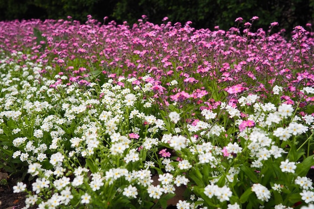 Vergissmeinnicht Myosotis blühende rosa weiße Pflanzen aus der Familie der Boraginaceae Vergissmeinnicht oder Skorpionsgräser Myosotis alpestris Blumen zum Dekorieren von Rasenflächen und Blumenbeeten Gartenlandschaft