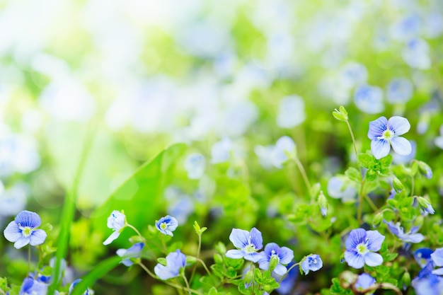 Vergissmeinnicht zarte Blumen, die im Frühling auf natürlichem Blumenhintergrund blühen