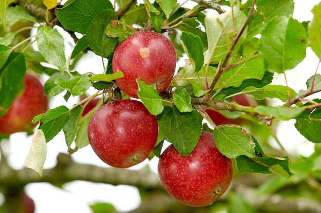 Vergrößern Sie rote Äpfel, die auf Apfelbaumzweigen mit Bokeh und Copyspace wachsen. Obst, das von einem Obstgartenbaum vor hellem Hintergrund hängt