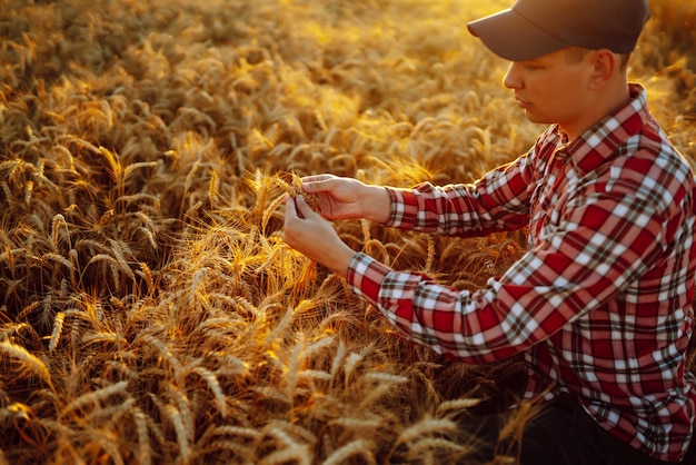 Foto verificação da qualidade do trigo agricultor com espigas de trigo ao pôr-do-sol num campo de trigo colheita de negócios agrícolas