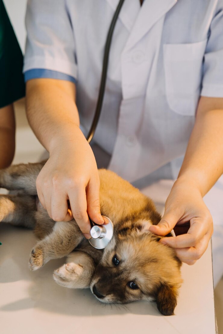 Foto verificando a respiração veterinário masculino em uniforme de trabalho, ouvindo a respiração de um cachorro pequeno com um estetoscópio na clínica veterinária conceito de cuidados com animais de estimação
