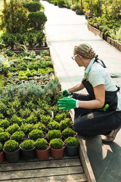 Verkäufer auf dem Blumenmarkt im Freien. Frauenhände geben den Topf