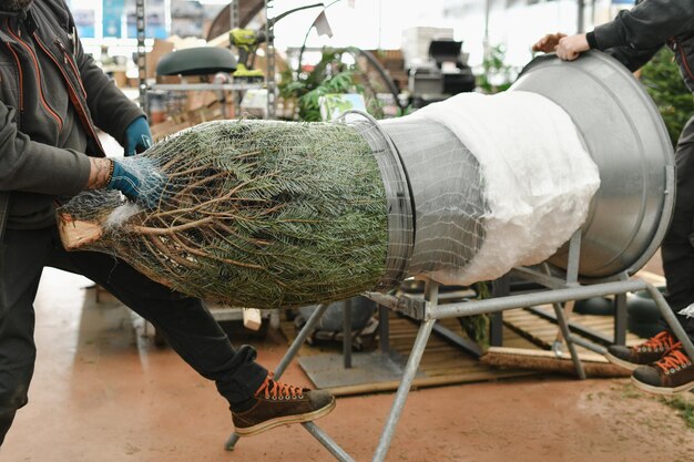 Verkäufer, der einen geschnittenen Weihnachtsbaum in einem Plastiknetz einwickelt