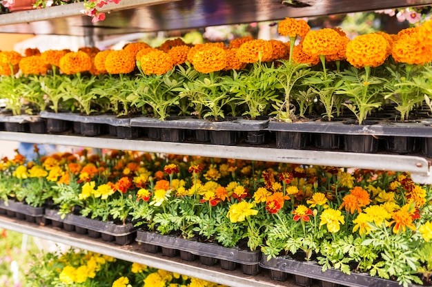 Verkauf von Gartenblumen im Laden. Regale mit Töpfen