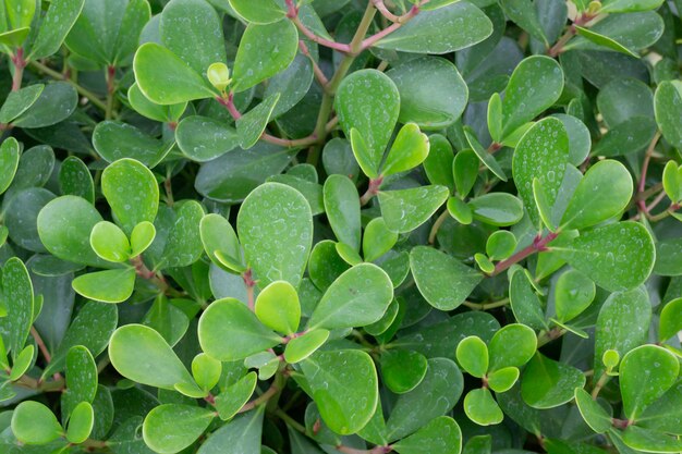 Verkauf von tropischen Blumentöpfen im grünen Markt, Stock-Foto