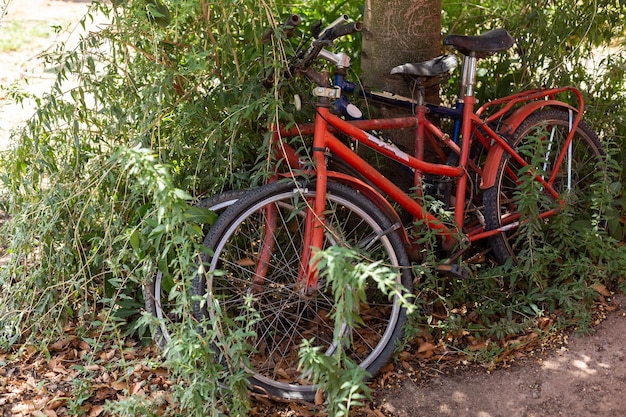 Verlassene alte rostige Fahrräder gegen einen Baum