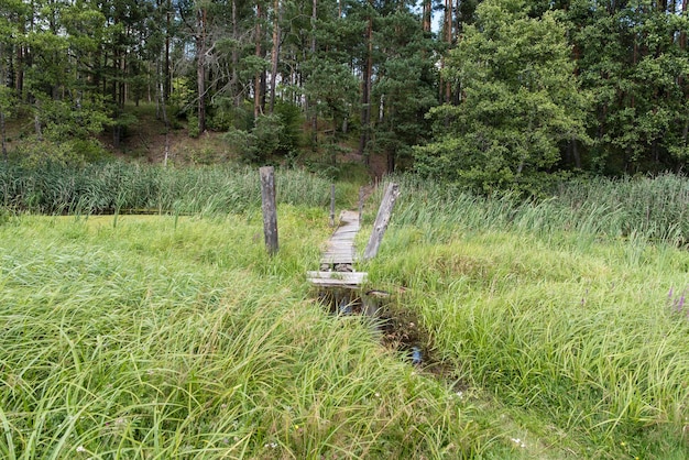 Verlassene Brücke über den Fluss neben dem Sumpf