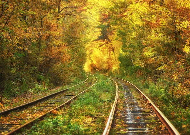 Verlassene Eisenbahn unter herbstfarbenem Baumtunnel