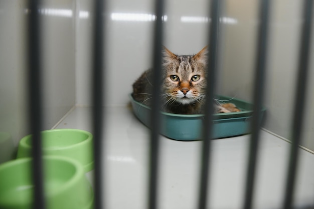 Verlassene Katze hinter dem Zaun im Tierheim Haustieradoption Verspielte Tabby-Katze