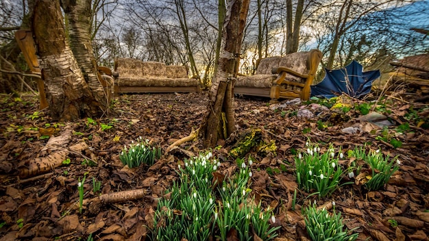 Foto verlassene sofas auf dem feld