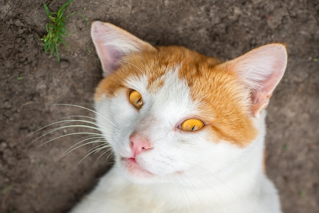 Foto verlassene straßenkatzen schmutzige arme obdachlose katzen