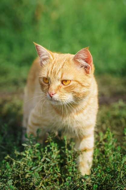 Verlassene Straßenkatzen schmutzige arme Obdachlose Katzen