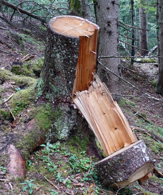 Foto verlassener baumstumpf im wald