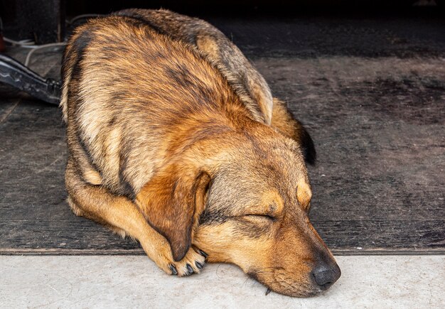 Verlassener Hund, der auf dem Boden liegt