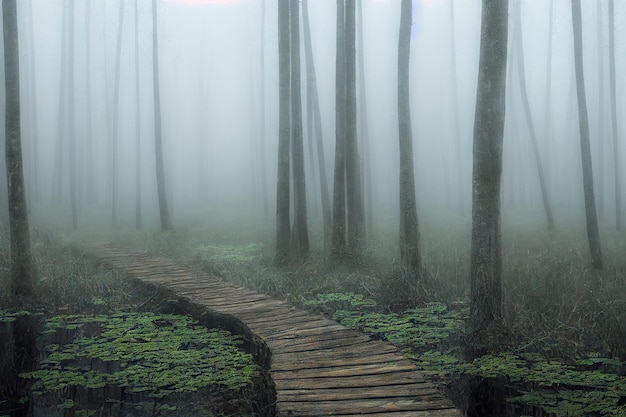 Verlassener Lattenpfad im Wald, der durch nebligen, verlassenen Wald führt