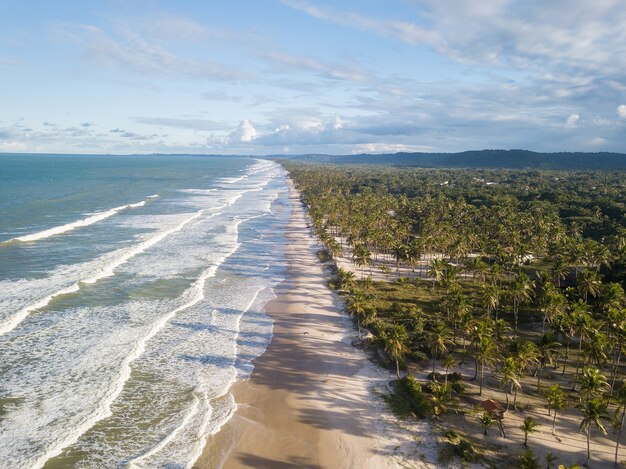 Verlassener Strand der Luftansicht mit Kokospalmen an der Küste von Bahia Brasilien.