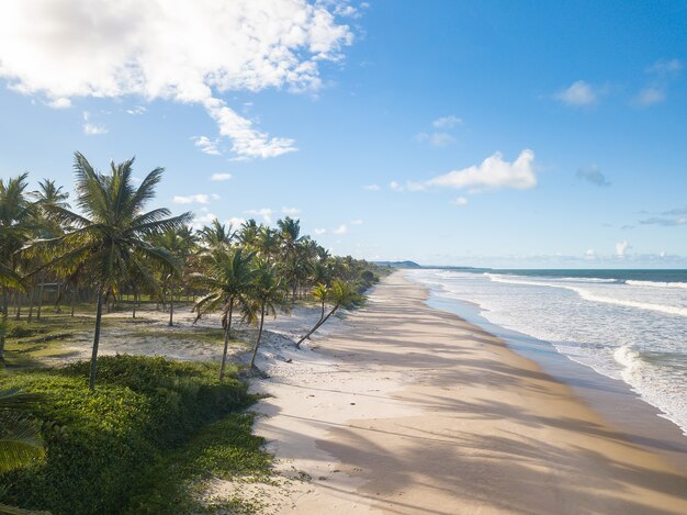 Verlassener Strand der Luftansicht mit Kokospalmen an der Küste von Bahia Brasilien.
