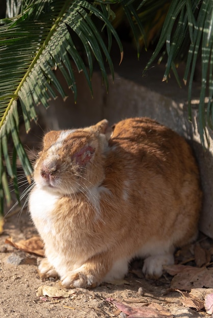 Verletztes Kaninchen in der Natur