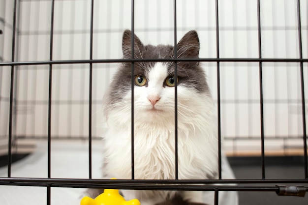 Verlorene grauweiße Katze sitzt in einem geschlossenen Metallkäfig, eine traurige kranke Katze in einem Tierheim mit einem gelben Spielzeug
