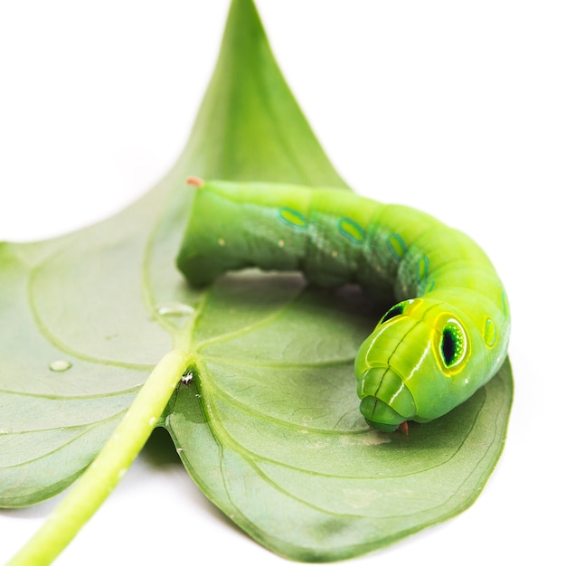 Verme verde com folhas isolado no branco