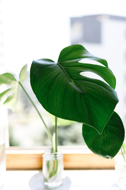 Vermehrung der Schweizer Käsepflanze Philodendron Monstera im Wasser