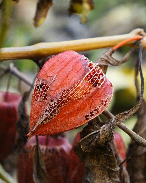 Foto vermelho alkekengi