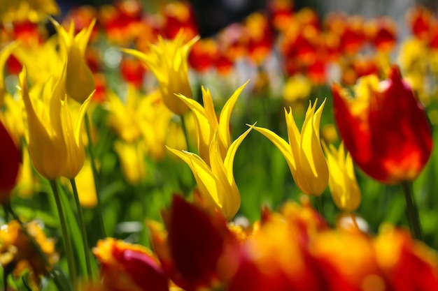 vermelho colorido e tulipas florescem na composição da natureza da primavera com foco seletivo