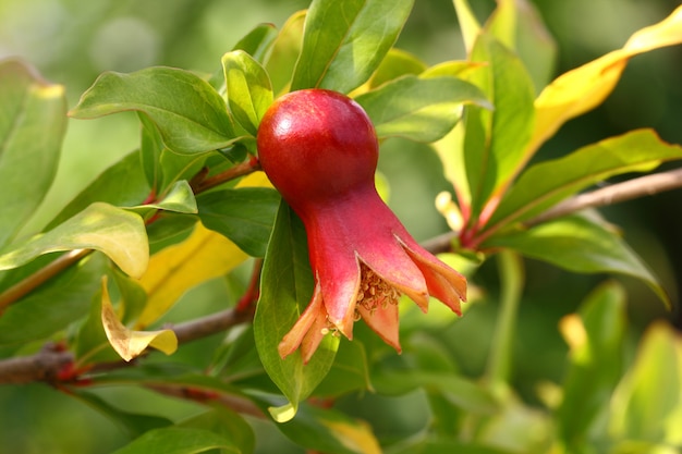 Vermelho de romã fruta amadurecimento pendurado entre folhas verdes em um galho de árvore