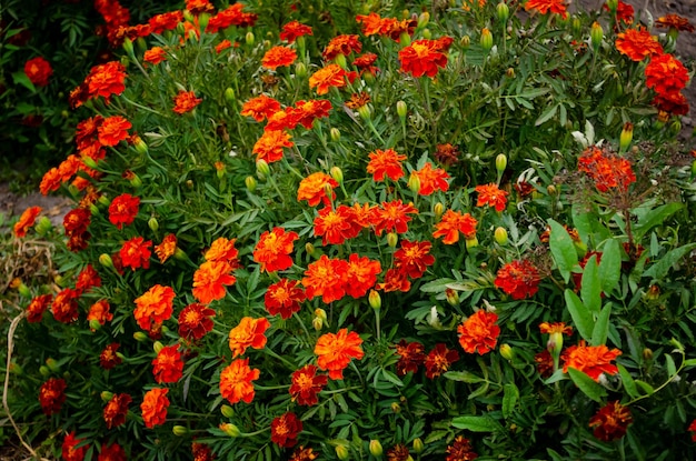 Vermelho e Amarelo tulipas