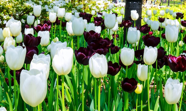 Vermelho escuro com bordas brancas Tulip