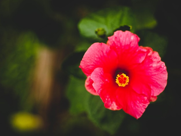 vermelho Hibiscus rosasinensis flor Malásia flor nacional