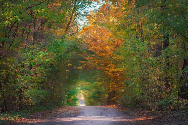 Vermelho laranja verde amarelo Árvores na estrada de outono Fotografia de paisagem adventuretime Incrível floresta ensolarada Vista incrível na floresta de outono Localização lugar cenário na Europa