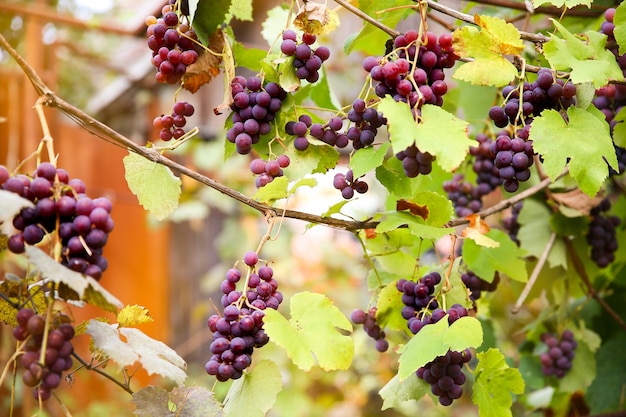 Foto vermelho preto cachos uvas pinot noir crescendo em vinhedo com fundo desfocado e espaço de cópia. a colheita no conceito de vinhas.