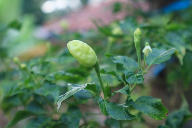 Vermelho uma pimenta verde na árvore no jardim.