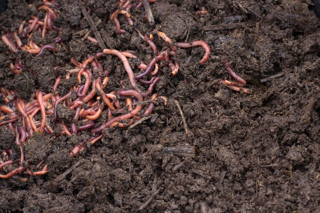 Foto vermicompostagem de grão com minhocas para produção de fertilizantes textura de húmus escuro sujo com coágulo de minhocas