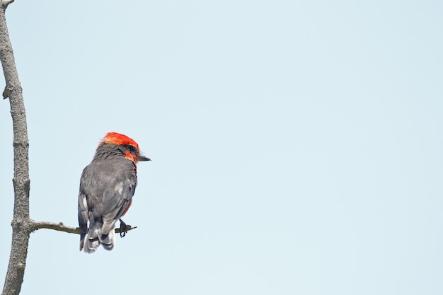 Vermilion Fliegenfänger