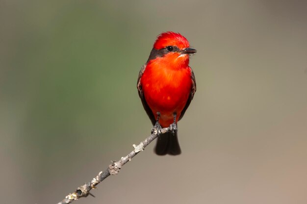 Vermilion Flycatcher macho empoleirado La Pampa Patagônia Argentina