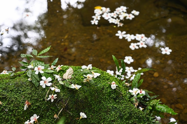 Vernicia fordii caindo na água