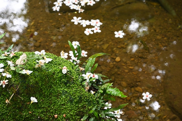 Vernicia fordii cayendo al agua