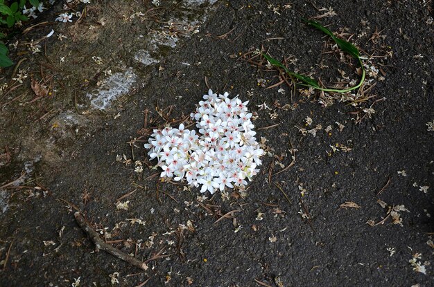 Vernicia fordii flores en forma de corazón