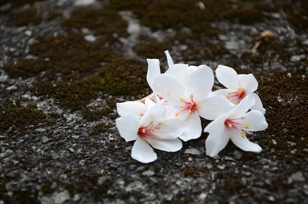 Vernicia fordii hautnah