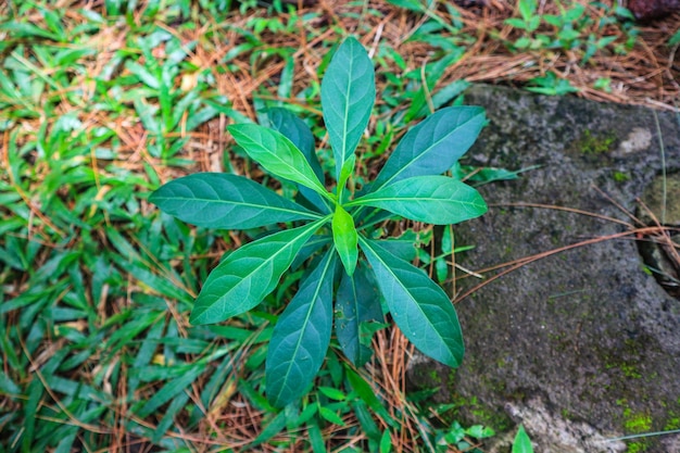 Vernonia Amygdalina oder afrikanisches Blatt oder bitteres Blatt. Grüne Blätter des Bitterleaf-Baums, Nan Fui Chao, G