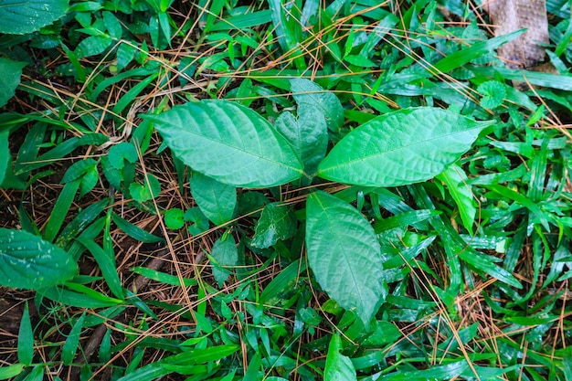 Vernonia Amygdalina oder afrikanisches Blatt oder bitteres Blatt. Grüne Blätter des Bitterleaf-Baums, Nan Fui Chao, G