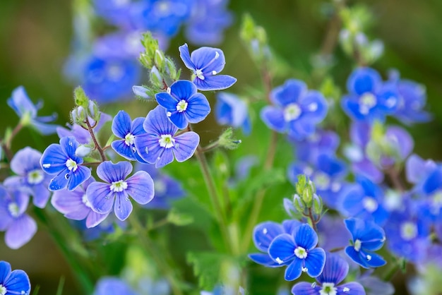 Veronica chamaedrys blaue Blüten im Frühjahr