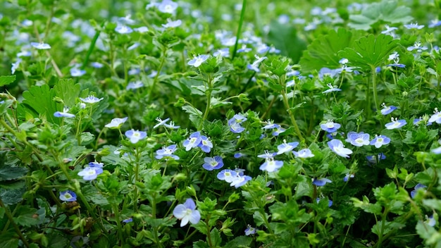 Veronica chamaedrys el germander speedwell birdseye speedwell