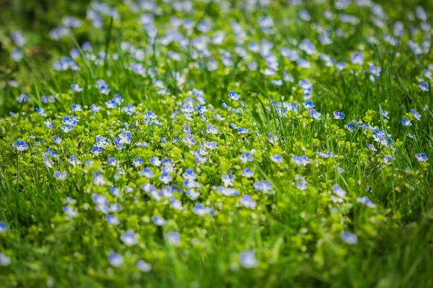 Veronica filamentous wachsend unter grünem Gras