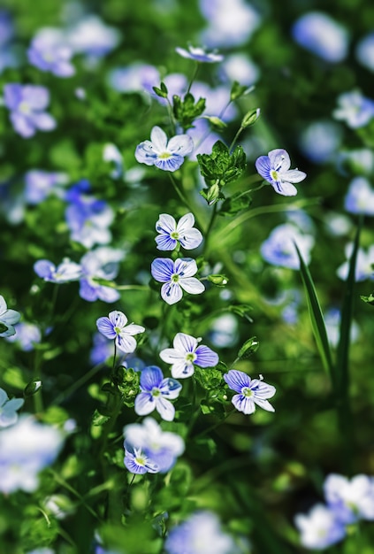 Veronica filiformis flowers - florecían pequeñas flores azules en el jardín. Fondo natural para el tema de la primavera. Imagen suave con enfoque selectivo.